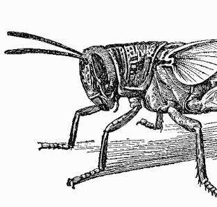 Nymph of Locust (Schistocera americana) with distinct wing-rudiments. After Howard, Insect Life, vol. VII.
